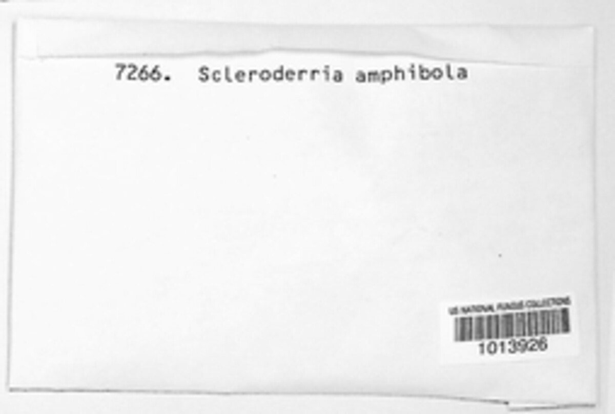 Pragmopora amphibola image